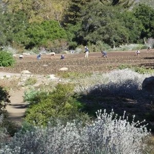 Meadow Revival Project, Blue Gramma Plug Planting, Volunteers from Hofmann Architecture