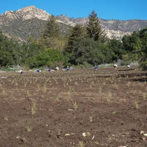 Meadow Revival Project, Blue Gramma Plug Planting, Volunteers from Hofmann Architecture