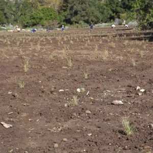 Meadow Revival Project, Blue Gramma Plug Planting, Volunteers from Hofmann Architecture