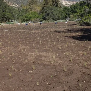 Meadow Revival Project, Blue Gramma Plug Planting, Volunteers from Hofmann Architecture
