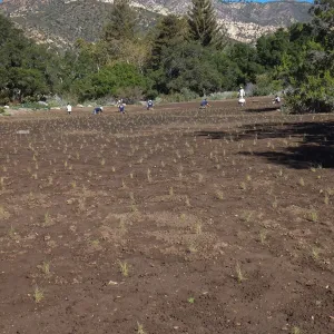 Meadow Revival Project, Blue Gramma Plug Planting, Volunteers from Hofmann Architecture