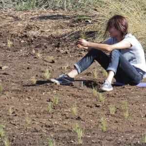 Meadow Revival Project, Blue Gramma Plug Planting, Volunteers from Hofmann Architecture