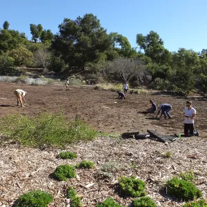 Meadow Revival Project, Blue Gramma Plug Planting, Volunteers from Hofmann Architecture