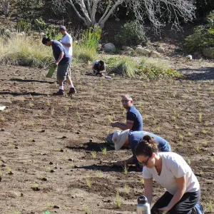 Meadow Revival Project, Blue Gramma Plug Planting, Volunteers from Hofmann Architecture