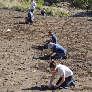 Meadow Revival Project, Blue Gramma Plug Planting, Volunteers from Hofmann Architecture