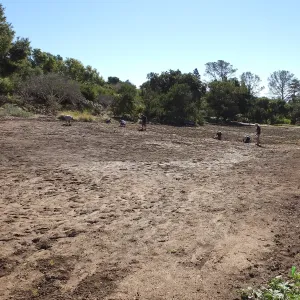 Meadow Revival Project, Blue Gramma Plug Planting, Volunteers from Hofmann Architecture