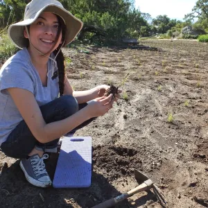 Meadow Revival Project, Blue Gramma Plug Planting, Volunteers from Hofmann Architecture