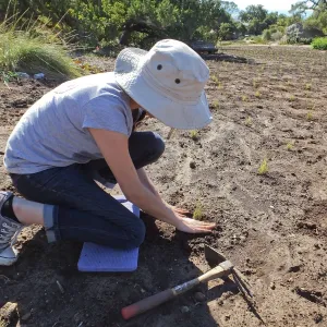 Meadow Revival Project, Blue Gramma Plug Planting, Volunteers from Hofmann Architecture