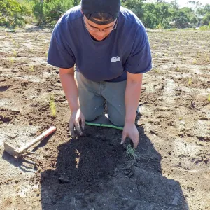 Meadow Revival Project, Blue Gramma Plug Planting, Volunteers from Hofmann Architecture