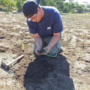 Meadow Revival Project, Blue Gramma Plug Planting, Volunteers from Hofmann Architecture