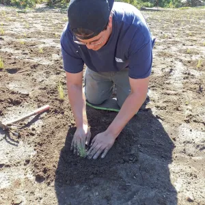 Meadow Revival Project, Blue Gramma Plug Planting, Volunteers from Hofmann Architecture