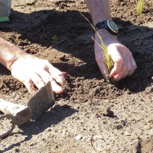 Meadow Revival Project, Blue Gramma Plug Planting, Volunteers from Hofmann Architecture