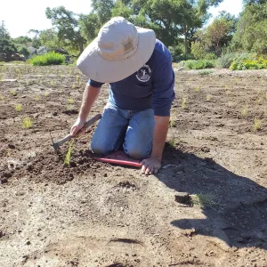 Meadow Revival Project, Blue Gramma Plug Planting, Volunteers from Hofmann Architecture