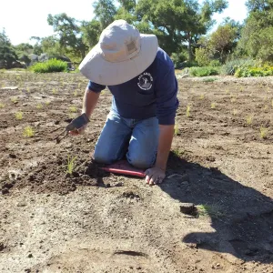 Meadow Revival Project, Blue Gramma Plug Planting, Volunteers from Hofmann Architecture