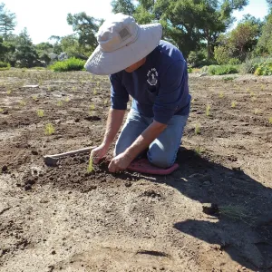Meadow Revival Project, Blue Gramma Plug Planting, Volunteers from Hofmann Architecture