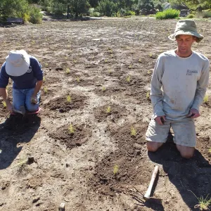Meadow Revival Project, Blue Gramma Plug Planting, Volunteers from Hofmann Architecture