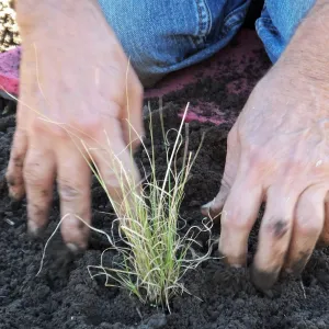 Meadow Revival Project, Blue Gramma Plug Planting, Volunteers from Hofmann Architecture