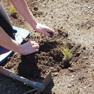 Meadow Revival Project, Blue Gramma Plug Planting, Volunteers from Hofmann Architecture