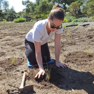 Meadow Revival Project, Blue Gramma Plug Planting, Volunteers from Hofmann Architecture