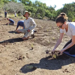 Meadow Revival Project, Blue Gramma Plug Planting, Volunteers from Hofmann Architecture