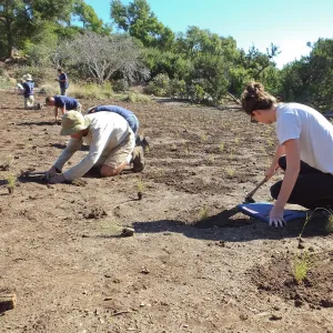 Meadow Revival Project, Blue Gramma Plug Planting, Volunteers from Hofmann Architecture