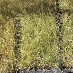 Meadow Revival Project, Blue Gramma Plug Planting,Plug Trays