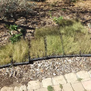 Meadow Revival Project, Blue Gramma Plug Planting, Plug Trays