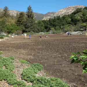 Meadow Revival Project, Blue Gramma Plug Planting