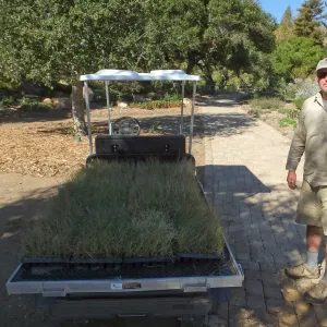 Meadow Revival Project, Blue Gramma Plug Planting