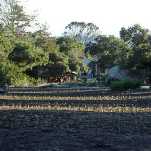 Meadow Revival Project, Blue Gramma Plug Planting
