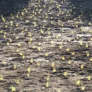 Meadow Revival Project, Blue Gramma Plug Planting