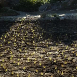 Meadow Revival Project, Blue Gramma Plug Planting