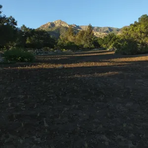 Meadow Revival Project, Blue Gramma Plug Planting
