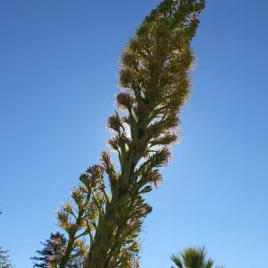 Agave 'David Verity'