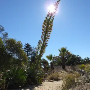 Agave David Verity
