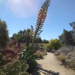 Agave David Verity