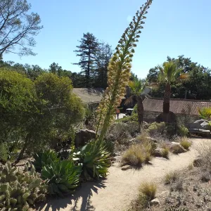 Agave David Verity