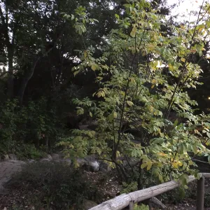 Oregon Ash