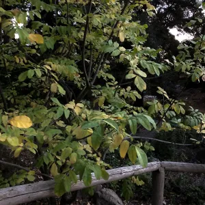 Oregon Ash