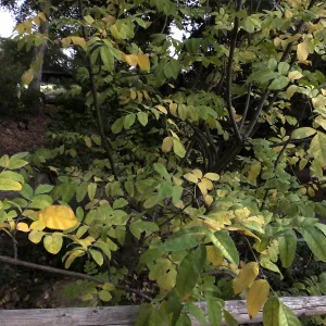 Oregon Ash