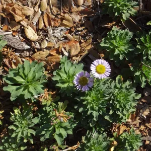 Seaside Daisy