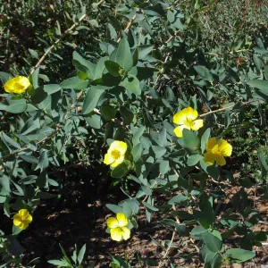 Island Bush Poppy