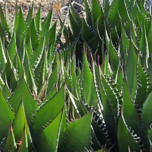 Shaw's Agave