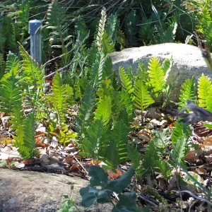 California Polypody