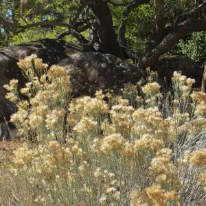 Rabbitbrush