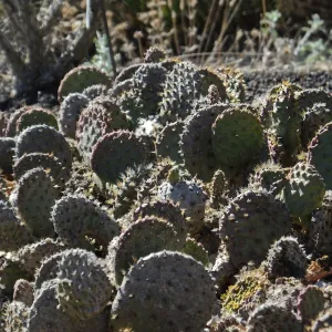 Opuntia (Prickly-pear)