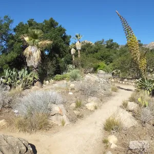 Desert Section