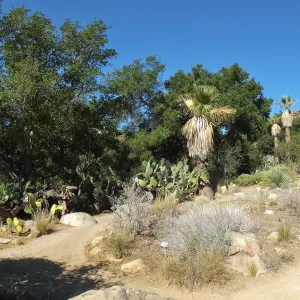 Desert Section