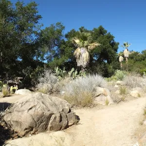 Desert Section