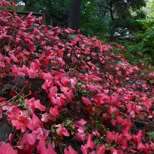 Rogers California Grape below Mission Dam